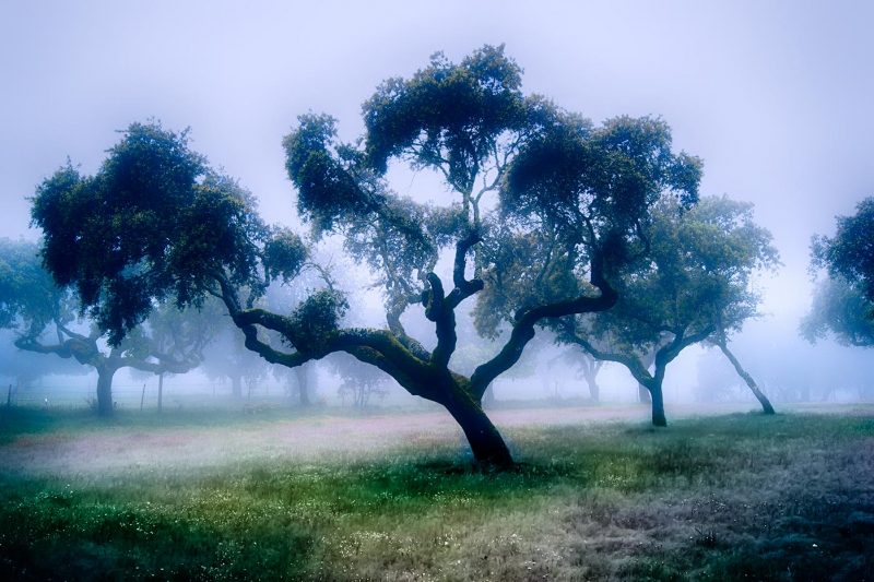 Alentejo | Just Fog
