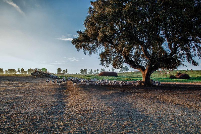 Alentejo | Morning Creche