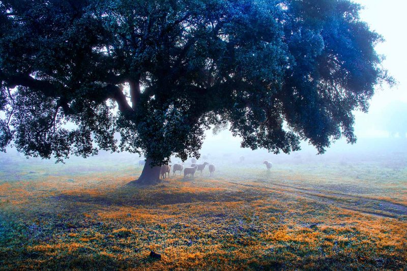 Alentejo | Early Risers