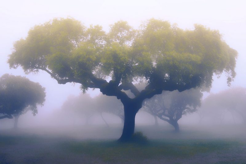 Alentejo | Misty Morning