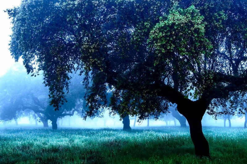 Alentejo | Morning Hues