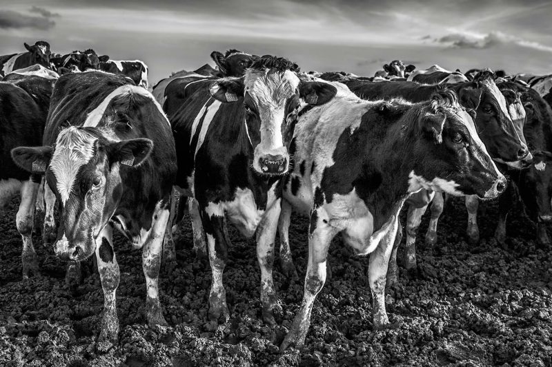 Animals | Surrounded