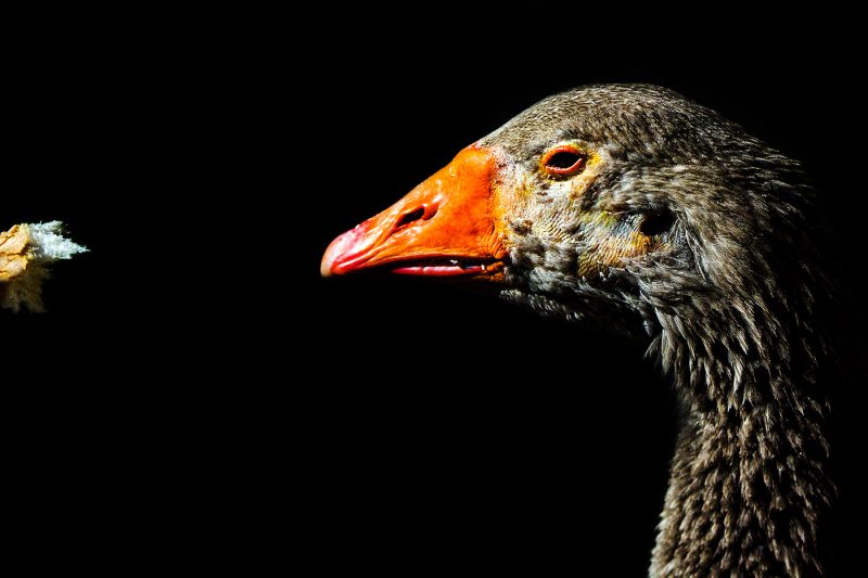 Animals | Feeding the Goose