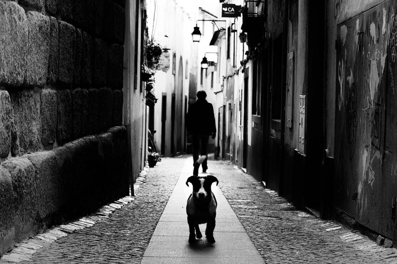 Evora Street | Guarding the Master