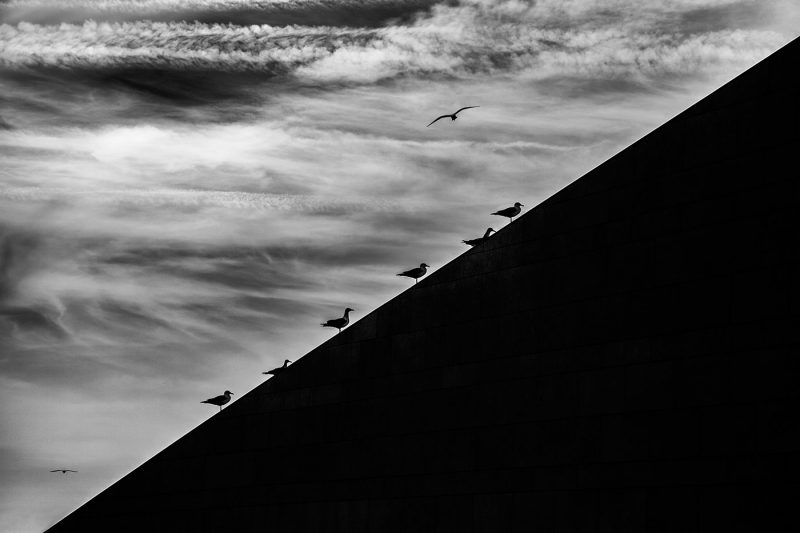 Lisboa | Seagulls